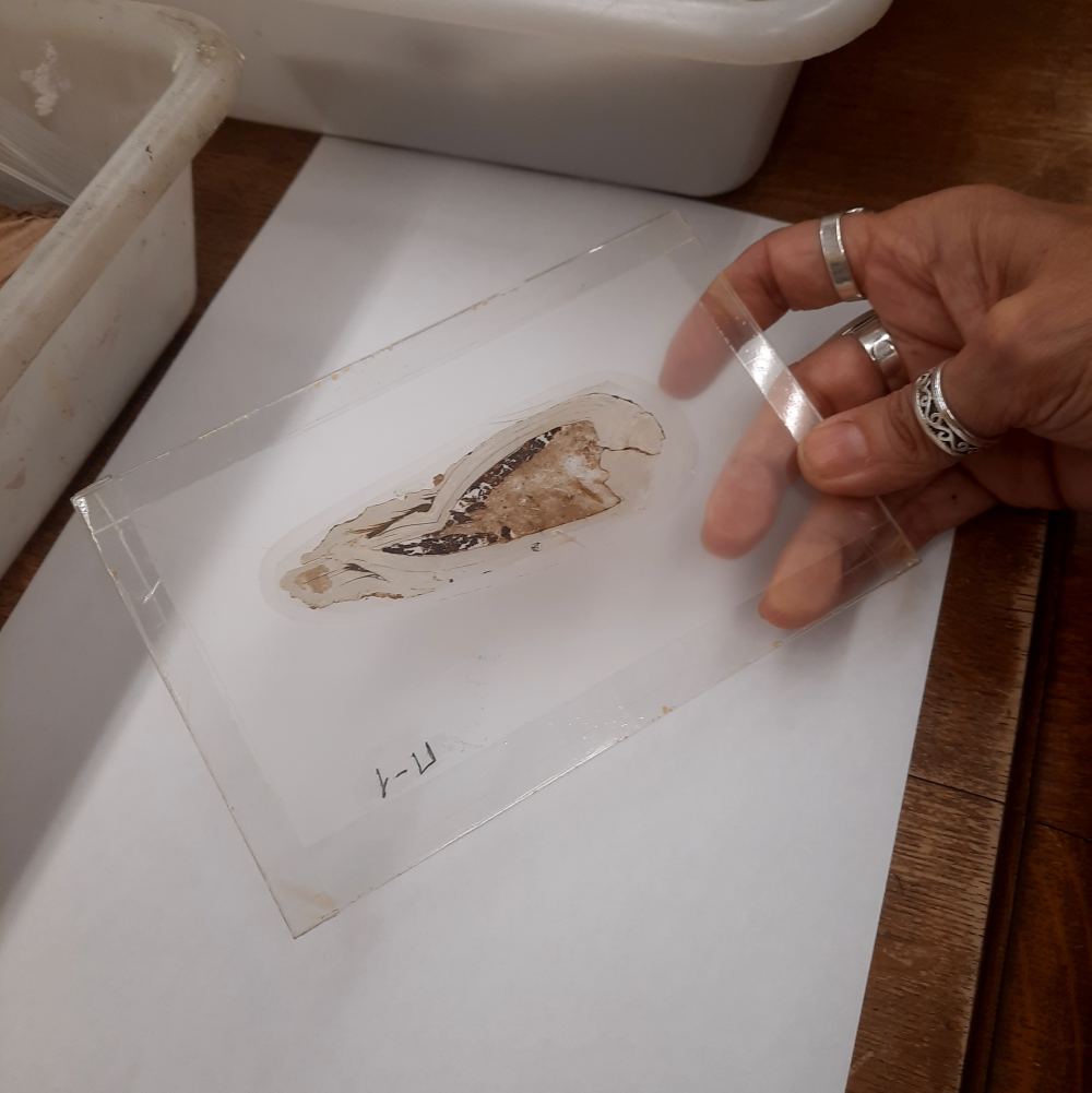 A human hand holds a glass slide showing a thin section of the bivalve.